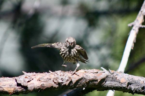 Pine Siskin, Carduelis pinus; juvenile dancing, in Wyoming; fledgling, young bird by Kati Fleming is licensed under CC BY-SA 3.0.
